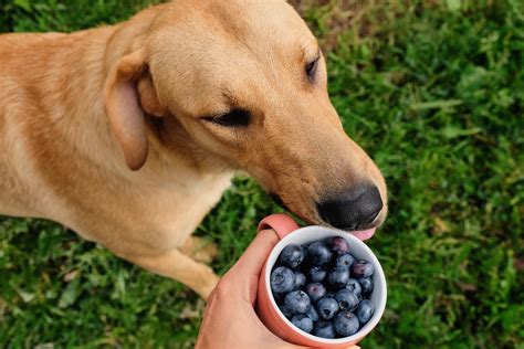Can Dogs Eat Blueberries? 3 Ways To Feed Them Properly